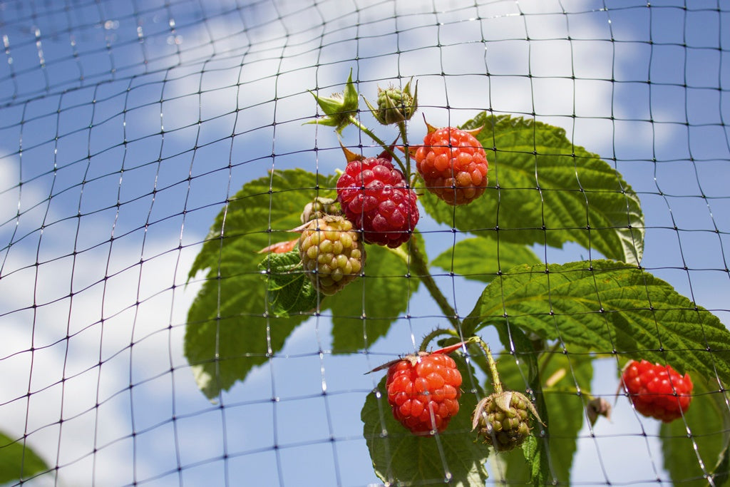 Ambassador Fruit Cage Net 16 x 2m