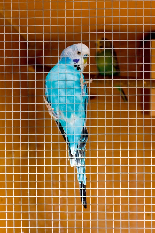 Ambassador Cage & Aviary Welded Panel 0.6 x 0.9m Mesh size: 25 x 25mm